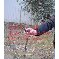 四川小苗成活率達(dá)到95%以上，只要夠買核桃苗就包成活率