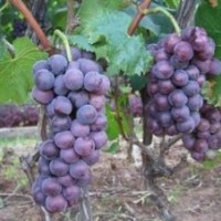 山西優(yōu)質(zhì)葡萄苗蘋果苗山楂苗梨樹苗桃樹苗價(jià)格