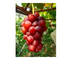 2-8公分葡萄大苗，金田玉指葡萄苗，夏黑葡萄苗