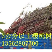 5公分櫻桃樹 櫻桃苗什么價格