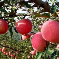 出售各省市果樹采摘苗示范園果樹苗新品種