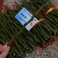 平和三紅蜜柚 嫁接穗 枝條 蜜柚苗