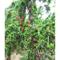 泰安桃苗 優(yōu)質(zhì)嫁接桃樹苗 專業(yè)供應(yīng)矮化桃樹苗 當年結(jié)果桃樹苗