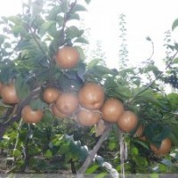 貴州梨苗貴州晚秋黃梨苗