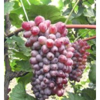 黑龍江省出售蜜汁葡萄苗、遼寧大連出售茉莉香葡萄苗，通化蜜汁葡