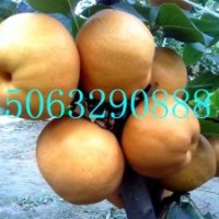 晚秋黃梨苗基地，晚秋黃梨苗廠家，晚秋黃梨苗價格