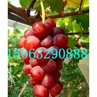 金手指葡萄苗，夏黑葡萄苗，黑巴拉多葡萄苗