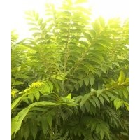 供應(yīng) 桃樹苗 核桃苗 櫻桃苗 杏樹 香椿苗