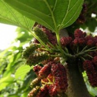 供應(yīng)果桑苗品種