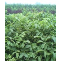 核桃苗，核桃種苗，核桃樹