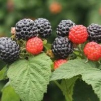 黑樹(shù)莓.樹(shù)莓苗