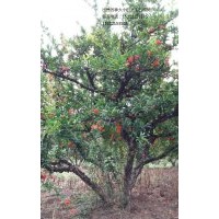 低價出售安徽懷遠石榴樹和樹樁，樹枝