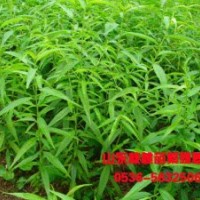 扁桃苗多少錢一棵