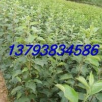 蘋果苗 蘋果樹苗 紅富士蘋果樹苗 矮化蘋果苗