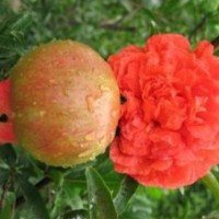 山東泰安石榴樹批發(fā)價格