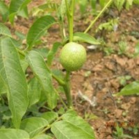 核桃苗實生苗價格 核桃苗實生苗最新價格