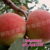 特晚熟映霜紅桃苗廠家