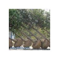 山西山楂樹(shù)供應(yīng)