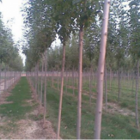 低價(jià)供應(yīng)青島白臘條5-15分