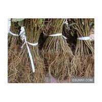 紅心獼猴桃苗木樹苗 紅陽獼猴桃產(chǎn)地上虞 浙江紅心獼猴桃之鄉(xiāng)