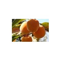 臨沂甜柿子苗、雪柿子苗