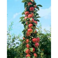 優(yōu)質(zhì)蘋果苗柱狀蘋果苗的購買技巧