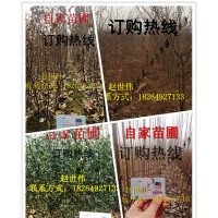 山東臨沂大量供應(yīng)各種規(guī)格蘋果樹苗，楊樹苗，皂角苗，枸橘苗，量