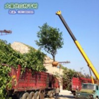 河北保定柿子溝柿樹價格 大量供應(yīng)