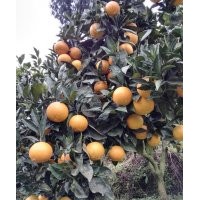 湖南樹(shù)人公司直供冰糖橙新品種冰糖橙第四代