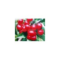 供1-6公分櫻桃苗大果櫻桃苗蘋果苗