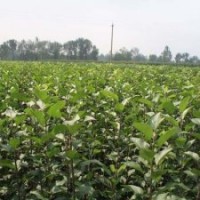 供應(yīng)6公分蘋果樹，山楂樹