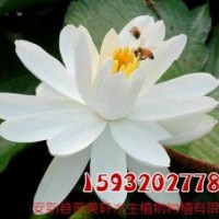 睡蓮基地,睡蓮,荷美軒(圖)