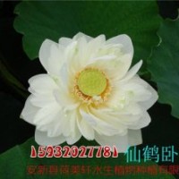 荷美軒|荷花苗|荷花苗基地