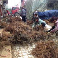 獼猴桃樹苗_獼猴桃樹苗價格_優(yōu)質獼猴桃樹苗批發(fā)