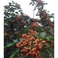 花椒苗樹苗價(jià)錢