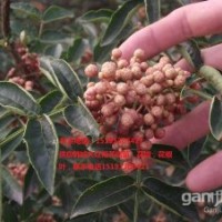 韓城花椒苗報(bào)價(jià)