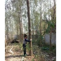 竹柳用途_萊蕪竹柳_峻峰竹柳(查看)