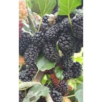 供應(yīng)新品種果桑