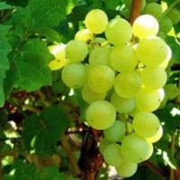 葡萄苗木批發(fā)商_葡萄苗木_魯粒大棚葡萄苗(多圖)