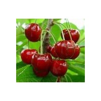 櫻桃苗 蘋果苗 山楂苗 棗樹苗 柿子苗