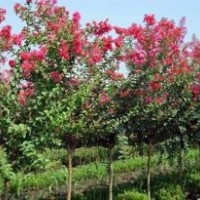 百日紅_瀅涵苗木中心_2公分百日紅