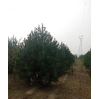 白皮松樹|白皮松|瀅涵苗木中心(多圖)