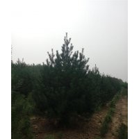 白皮松|瀅涵苗木中心|白皮松小苗