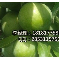 內(nèi)江青脆李，內(nèi)江嫁接青脆李，內(nèi)江青脆李子苗基地