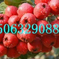 紅肉山楂苗，大五棱山楂苗，山紅子山楂苗，臨沂金誠苗木基地