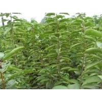供應(yīng)櫻桃苗 核桃苗 蘋果苗 桃樹苗 梨樹苗 柿子苗 葡萄苗