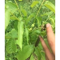 二年嫁接苗 冠核一號當(dāng)年見果 畝產(chǎn)千斤