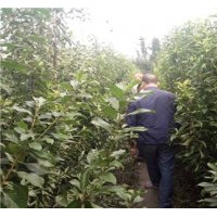 供應(yīng)四川李子樹苗