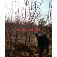 平邑華瑞苗木配送中心專業(yè)供應(yīng)優(yōu)質(zhì)綠化果樹苗