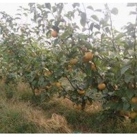 臨沂興旺苗木繁育合作社供應(yīng)煙富3蘋(píng)果苗